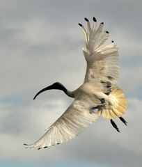 Ibis